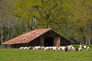 Mouton race Landaise, maison landaise Eco musée de Marquéze Parc naturel des Landes de Gascogne Région Aquitaine Sabres 40 France Lou Pignada camping 5 étoiles camping landes