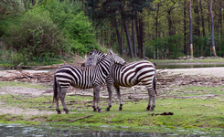 Blog zoo Labenne proche du Camping Lou Pignada 5 étoiles dans les Landes 