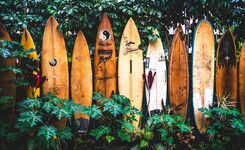 wallpaper couverture fond d'écran planches de surf en bois pour le niveau confirmé après le surf pour débutant avec belle végétation luxuriante